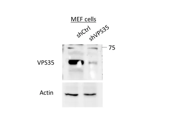 MEFs cells